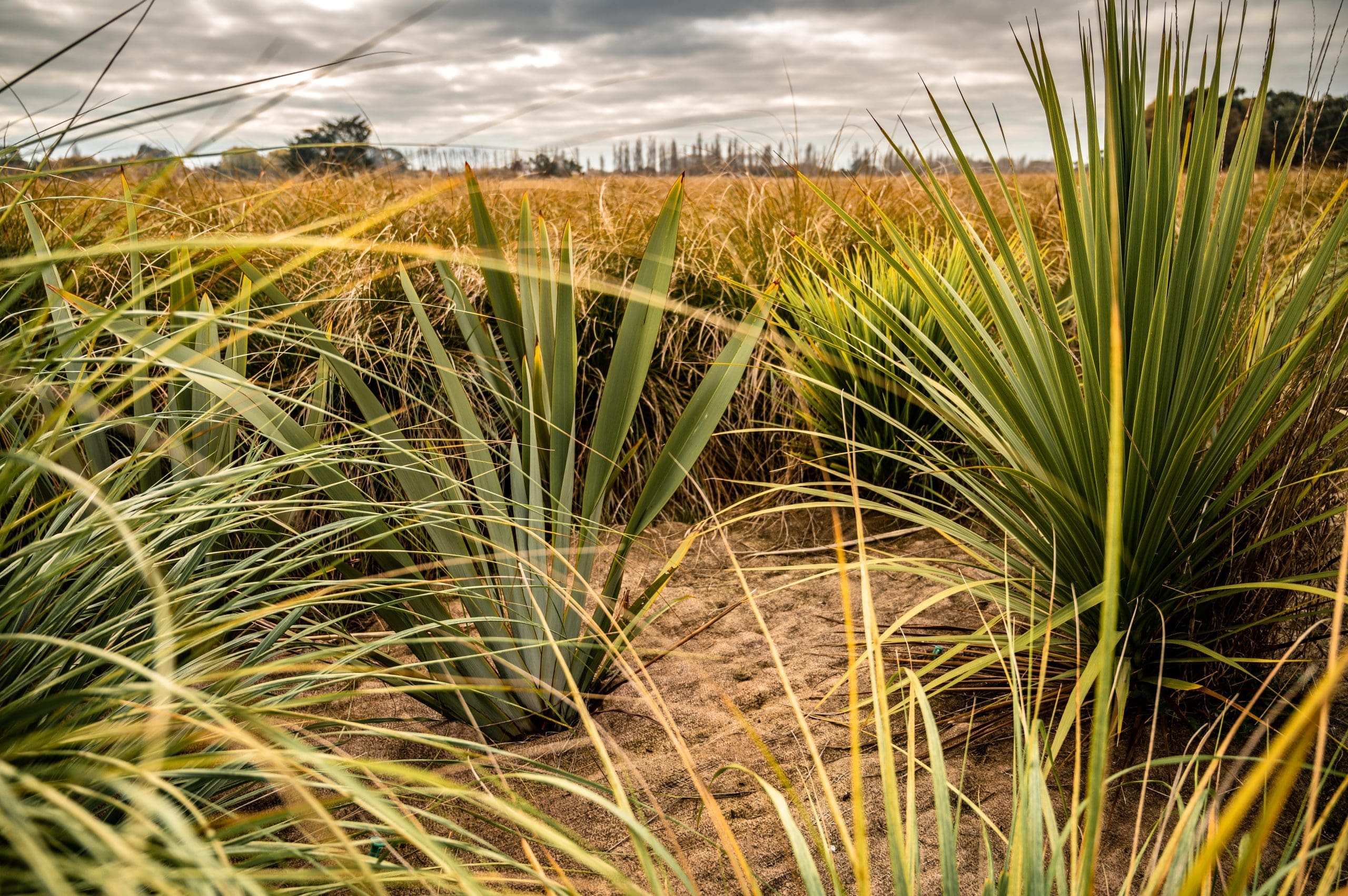 Terra-Lana-Terramulch-install-20200529-3 Terra Lana Dagmat wool weedmat installed in native planting