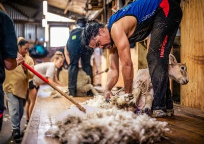 Sheep Shearing at Banks Peninsula farm Canterbury, New Zealand