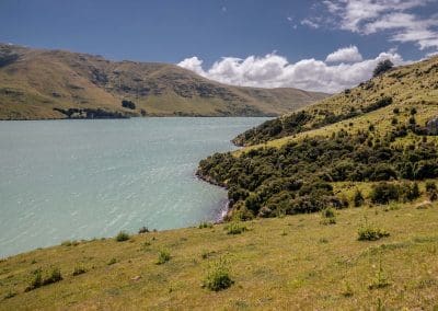 Banks Peninsula Sheep Farm for Terra Lana Wool insulation and weed matting