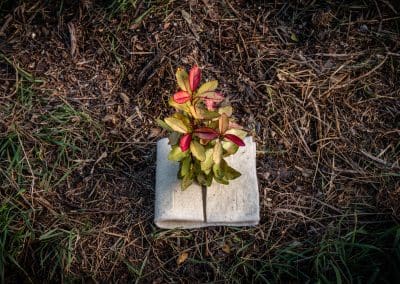 Terra Lana Dagmat CombiGuard biodegradable wool plantmat