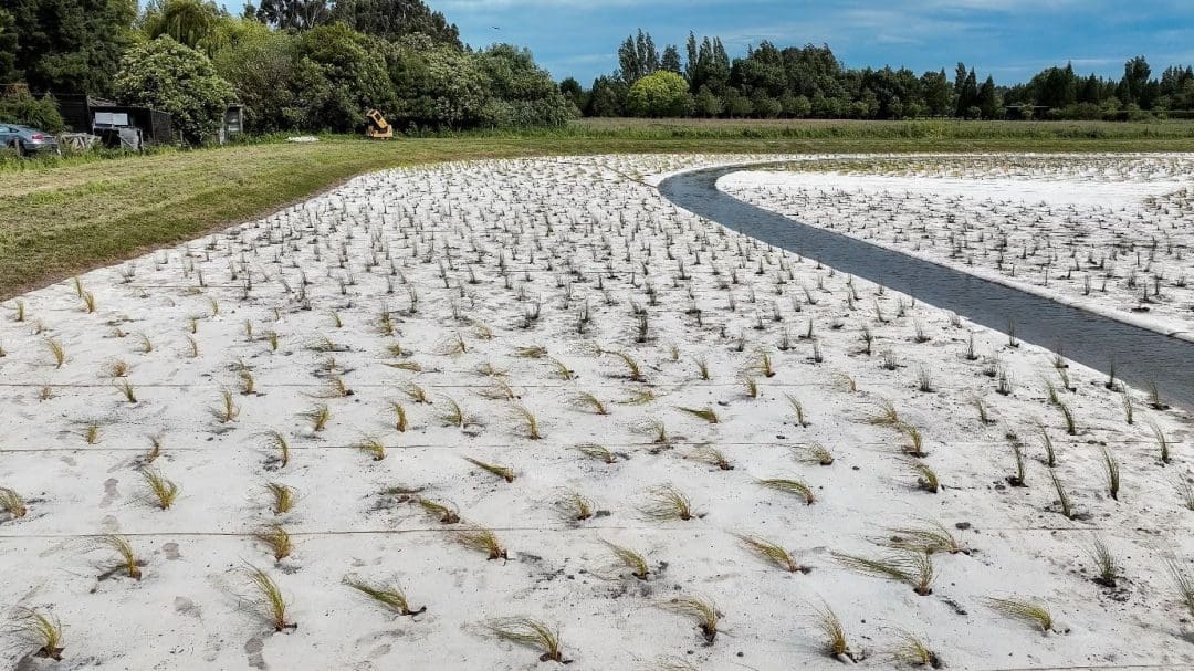 Oakbridge wetland uses DagMat wool to boost plant growth, reduce runoff, and manage stormwater sustainably and effectively.